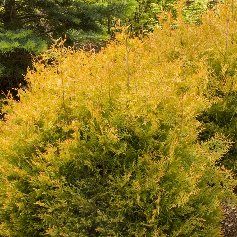 Conifer Mix (9cm, Pack of 10)