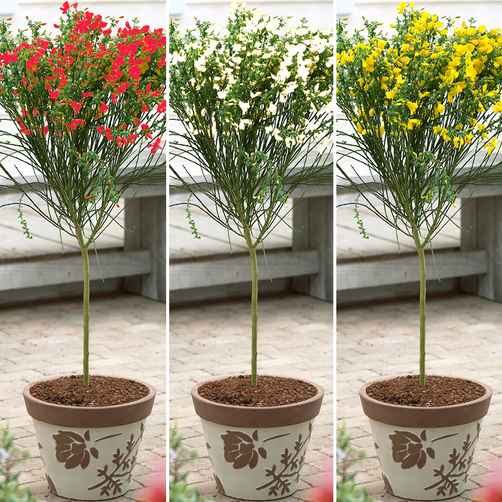 Cytisus Patio Tree