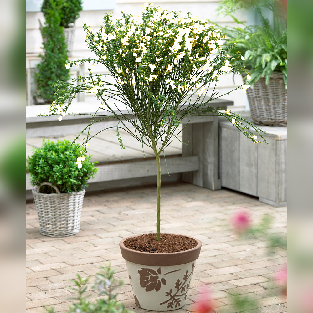 Cytisus Patio Tree