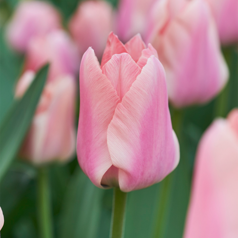 Tulip Apricona -MASTER-