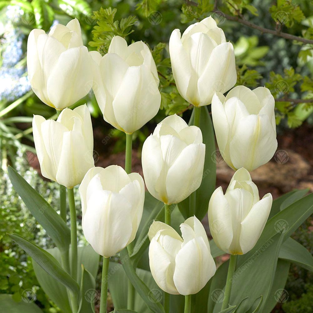 Tulips White Emperor -MASTER-