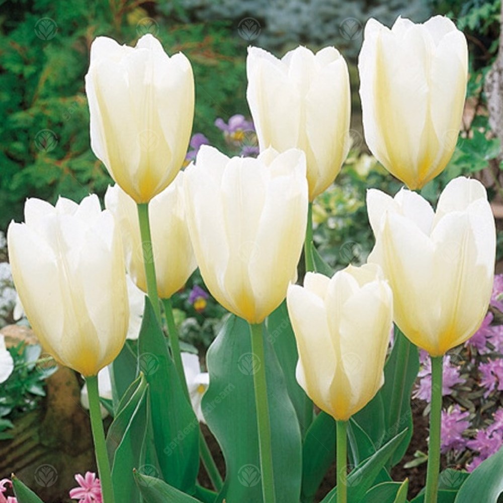 Tulips White Emperor -MASTER-
