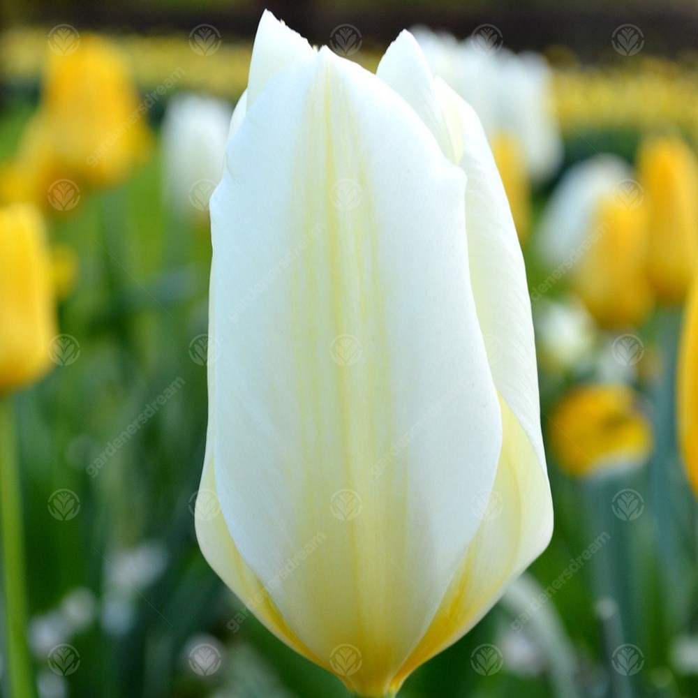 Tulips White Emperor -MASTER-
