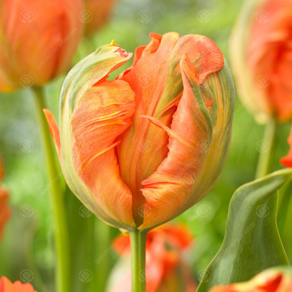 Tulips Flower Power -MASTER-