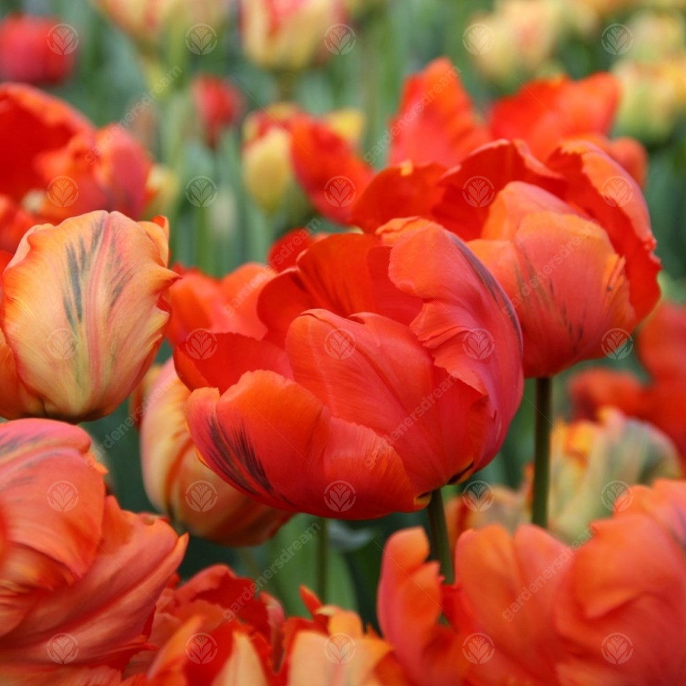 Tulips Flower Power -MASTER-