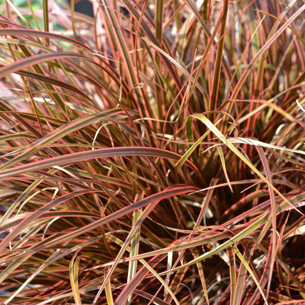 Uncinia Everflame (9cm)