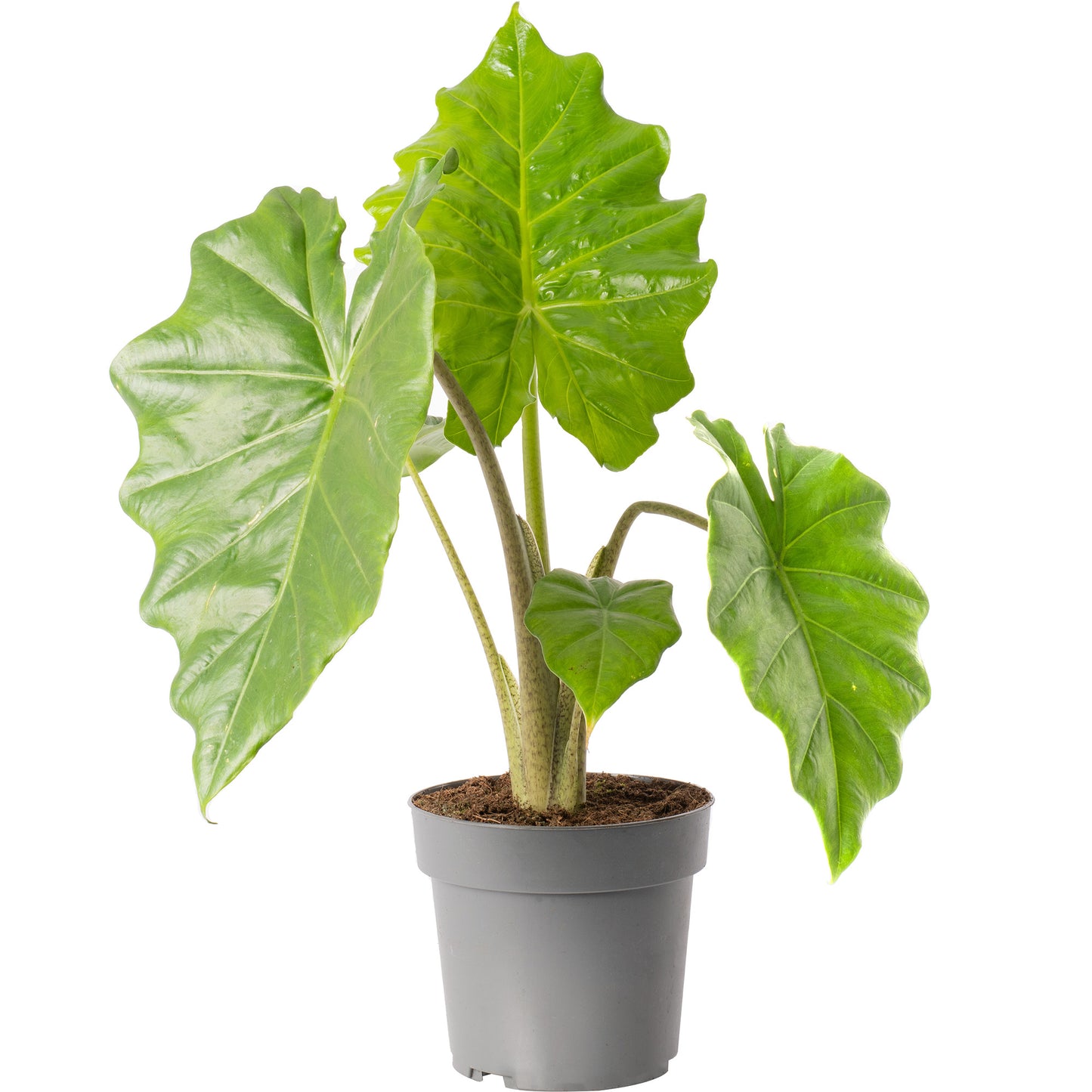 Alocasia Portodora