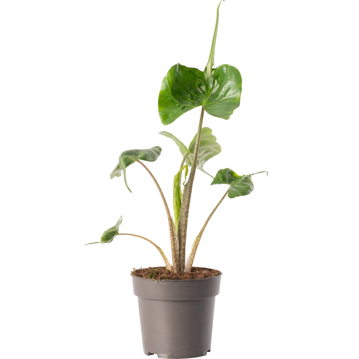 Alocasia Stingray