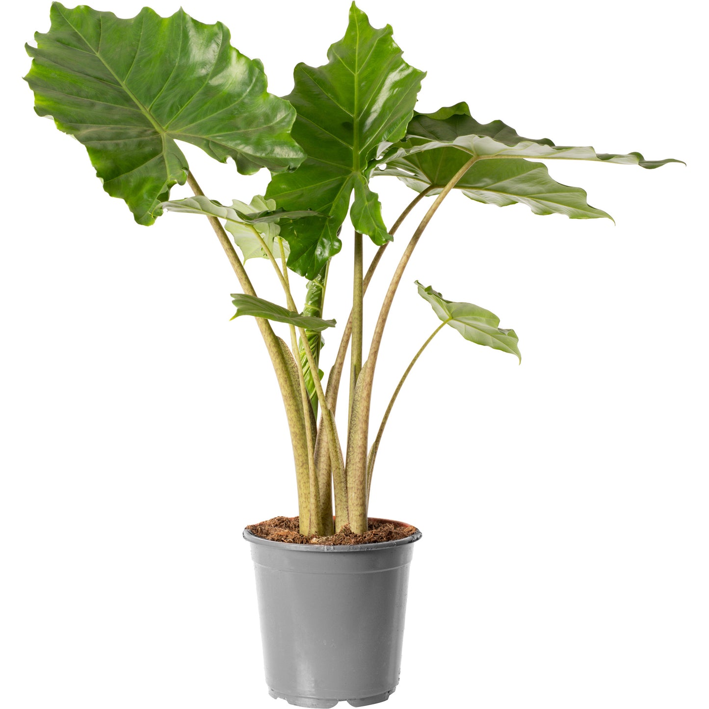 Alocasia Portodora