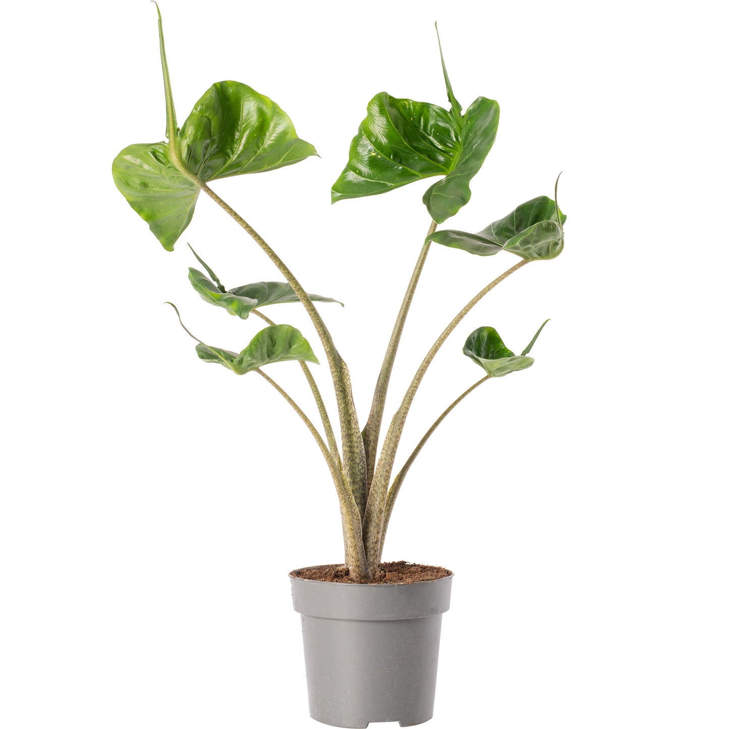 Alocasia Stingray