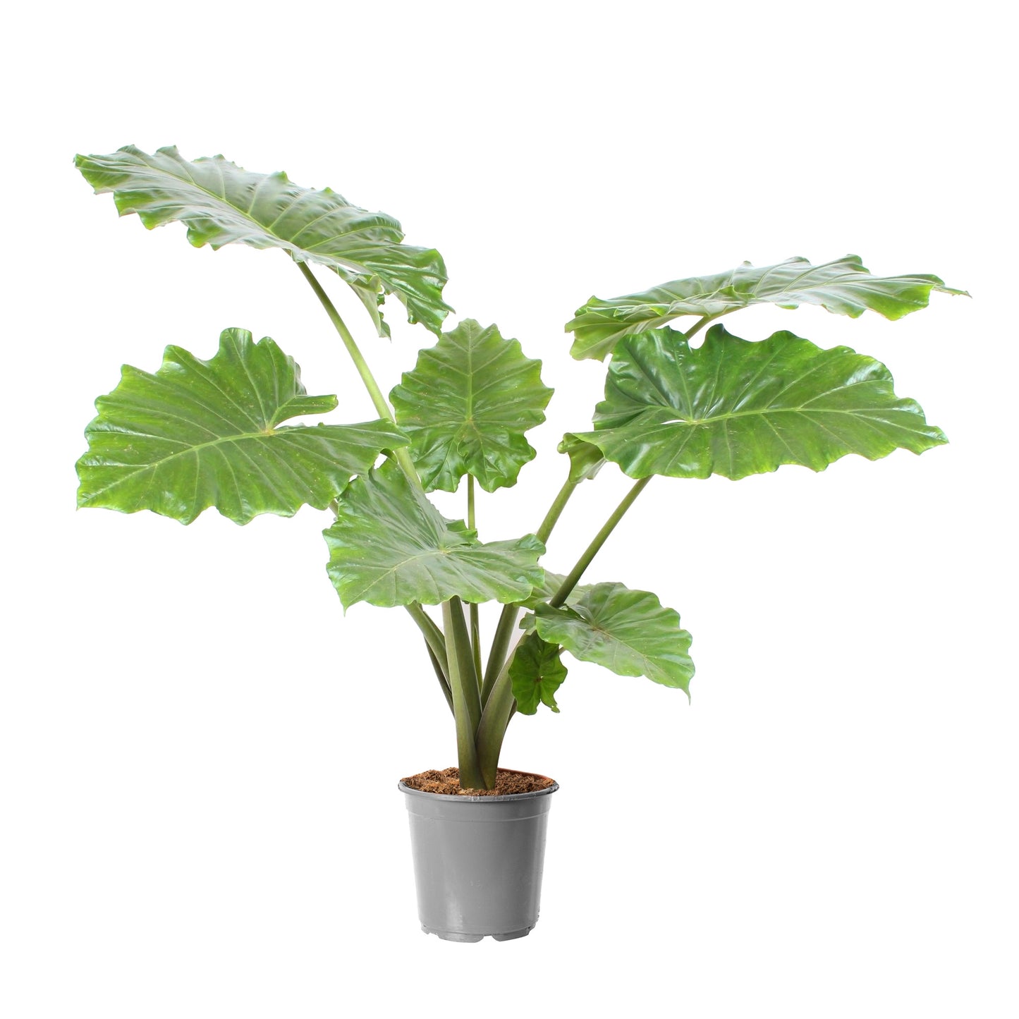 Alocasia Portodora