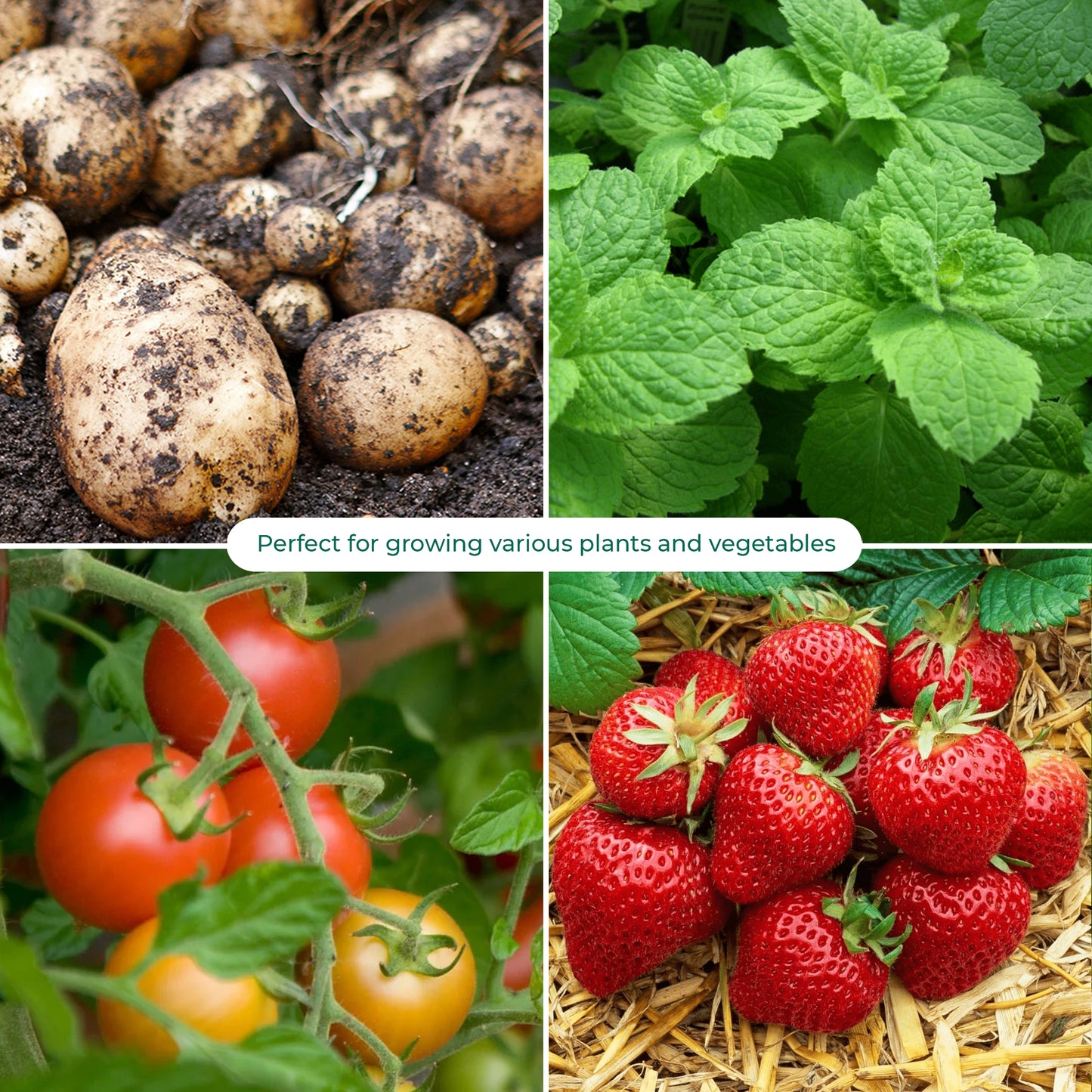 Plant Grow Bags