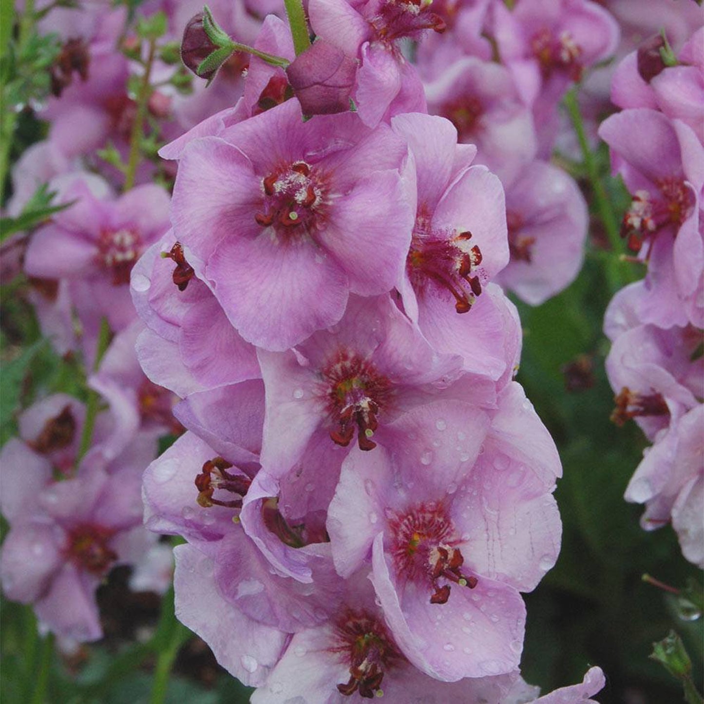 Verbascum Lavender Lass
