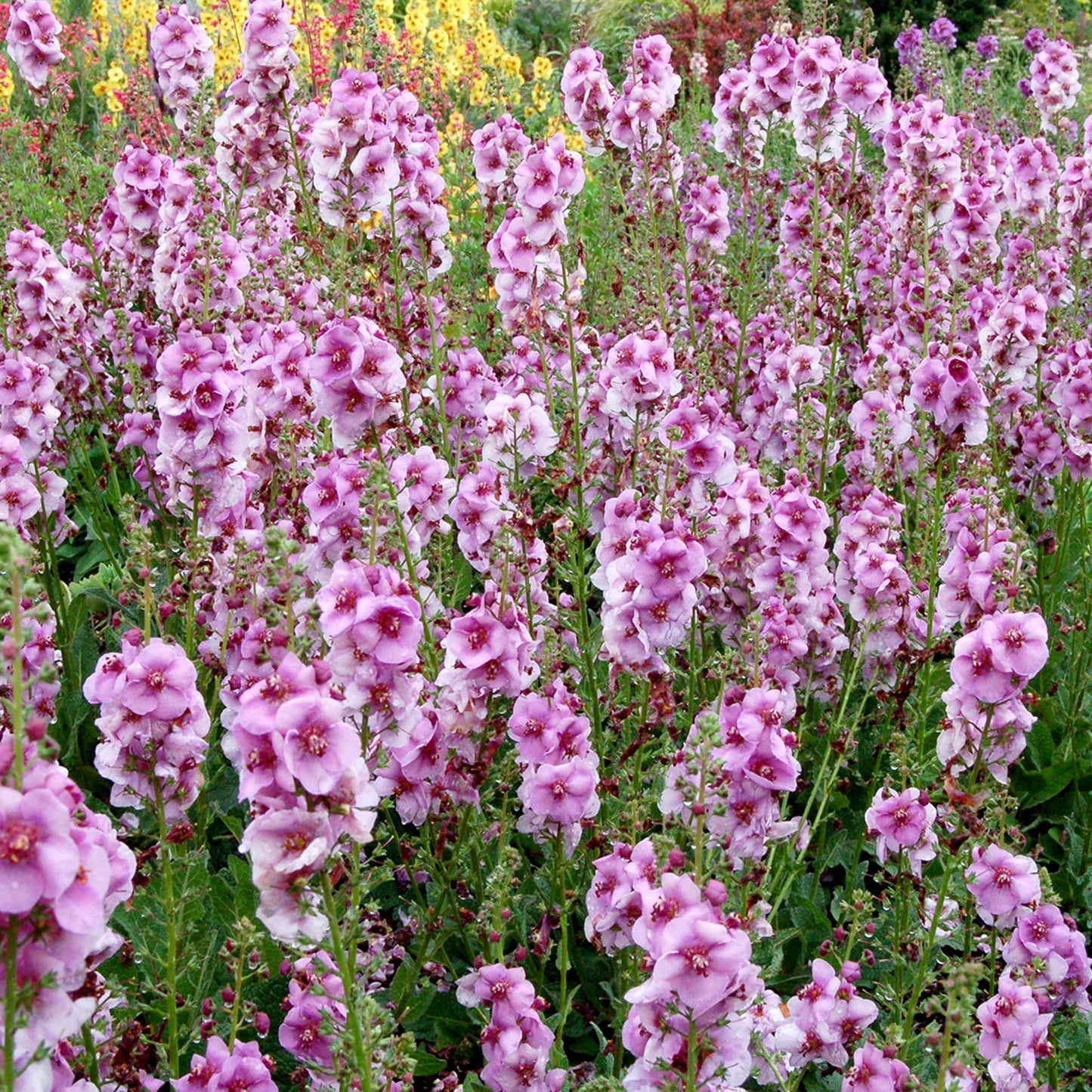 Verbascum Lavender Lass