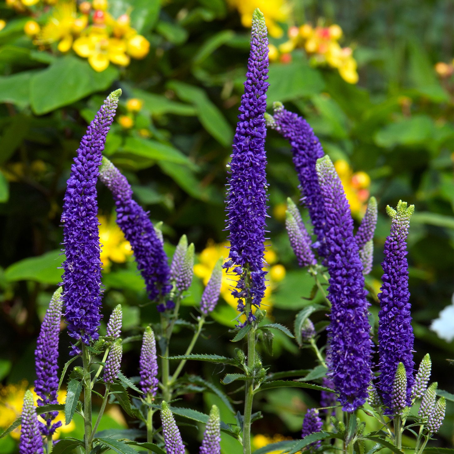 Veronica First Glory