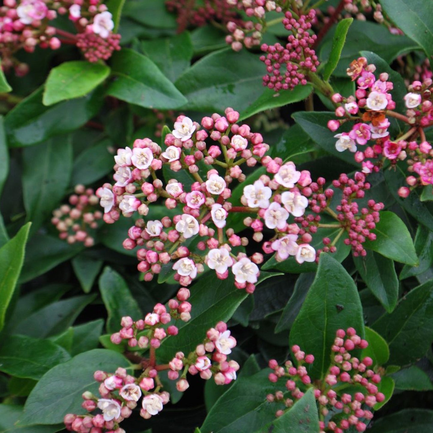 Viburnum Tinus