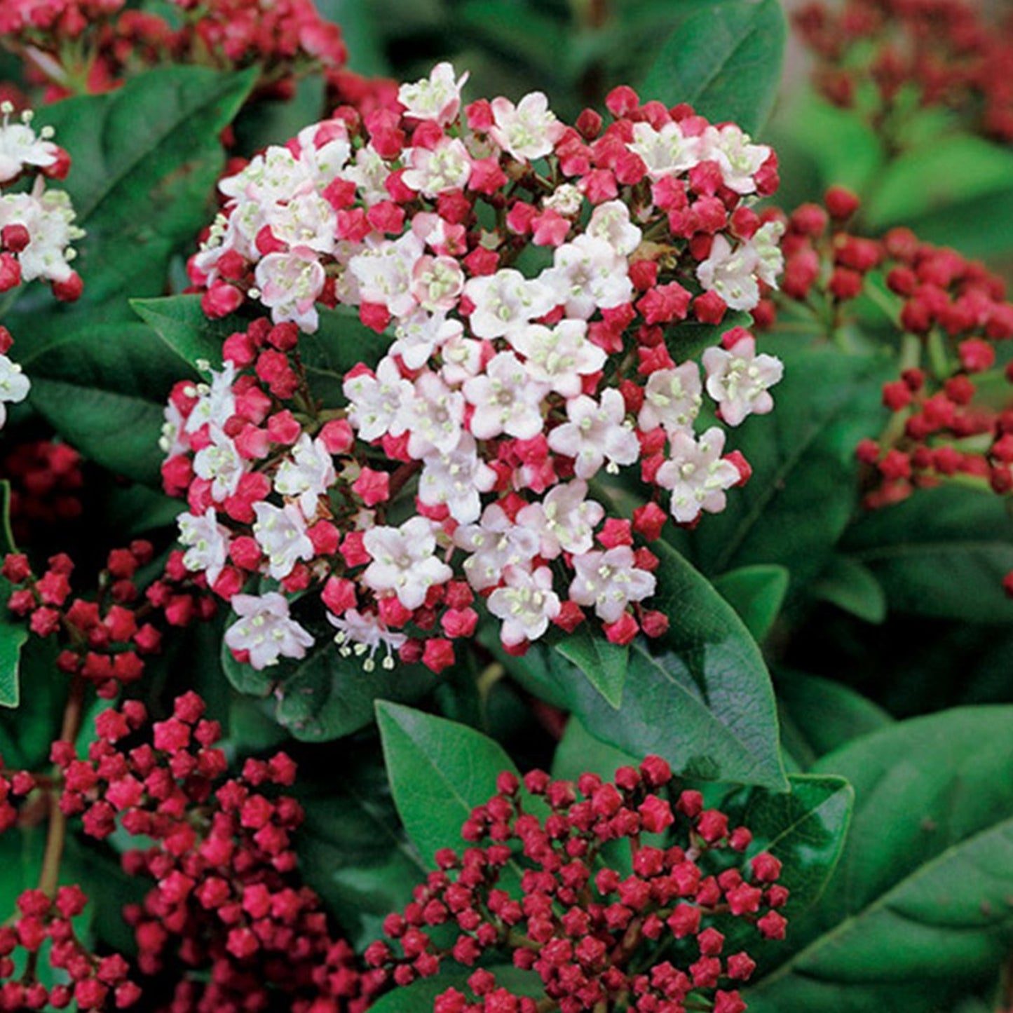 Viburnum Tinus
