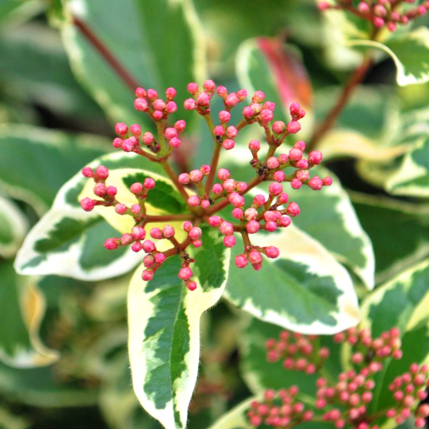 Viburnum Variegatum