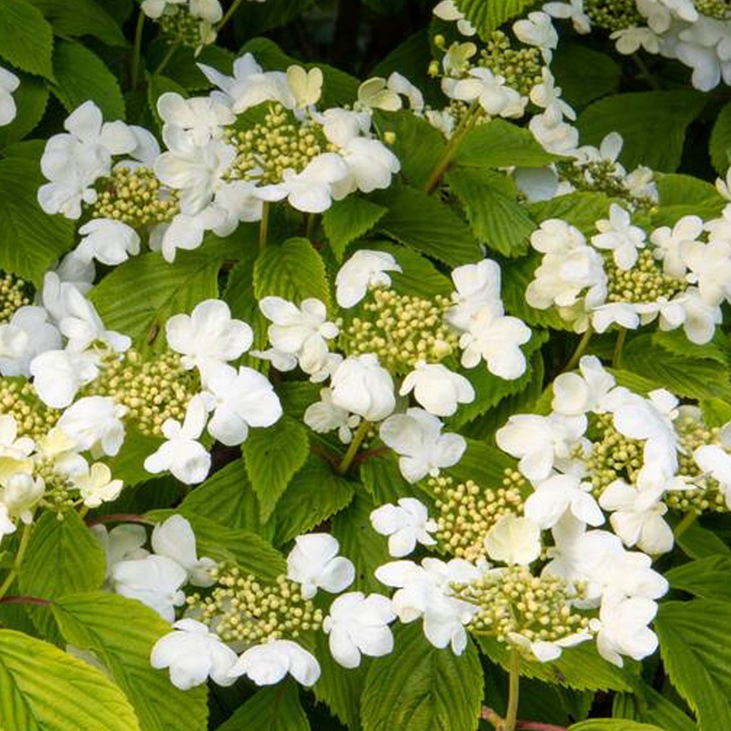 Viburnum Mariesii