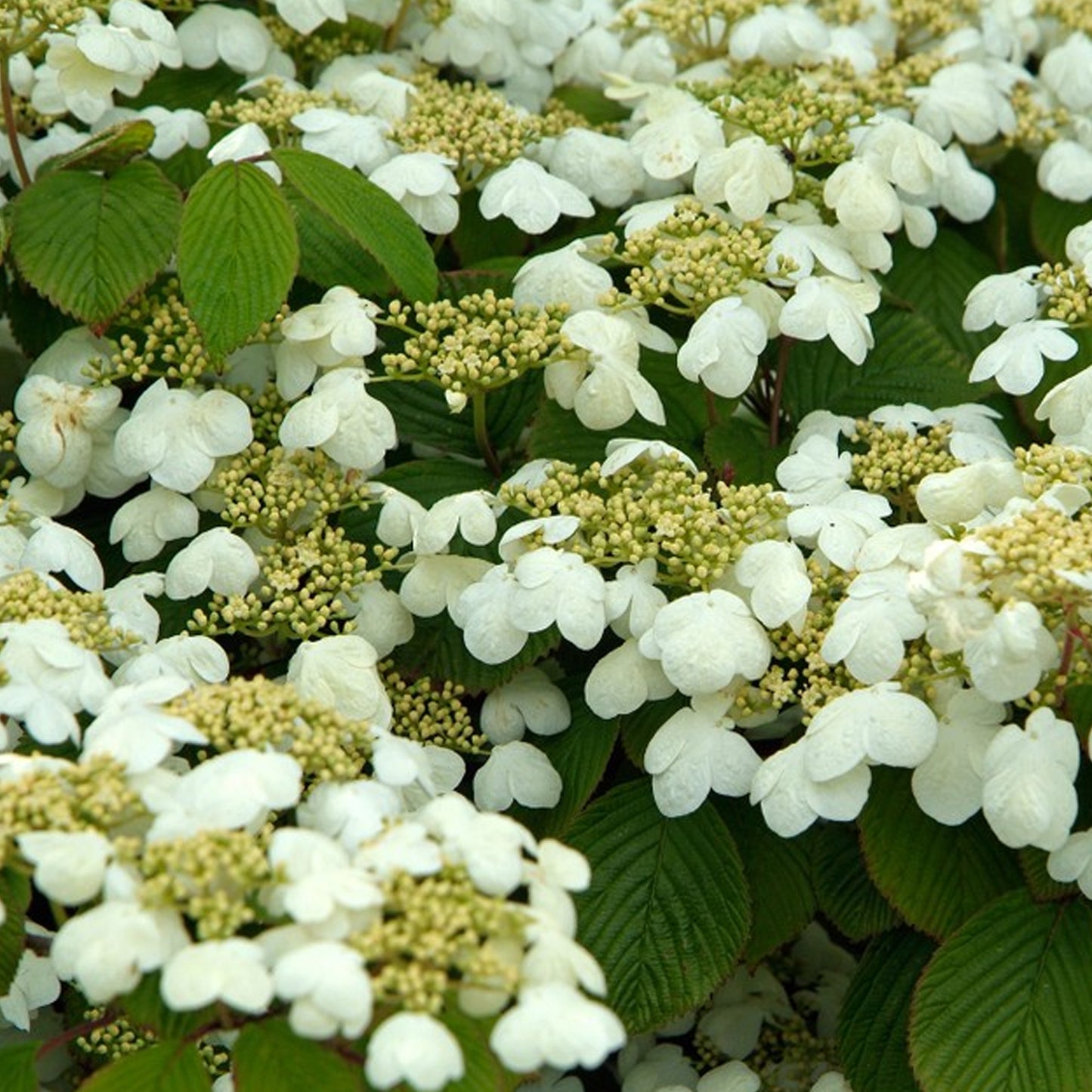 Viburnum Mariesii