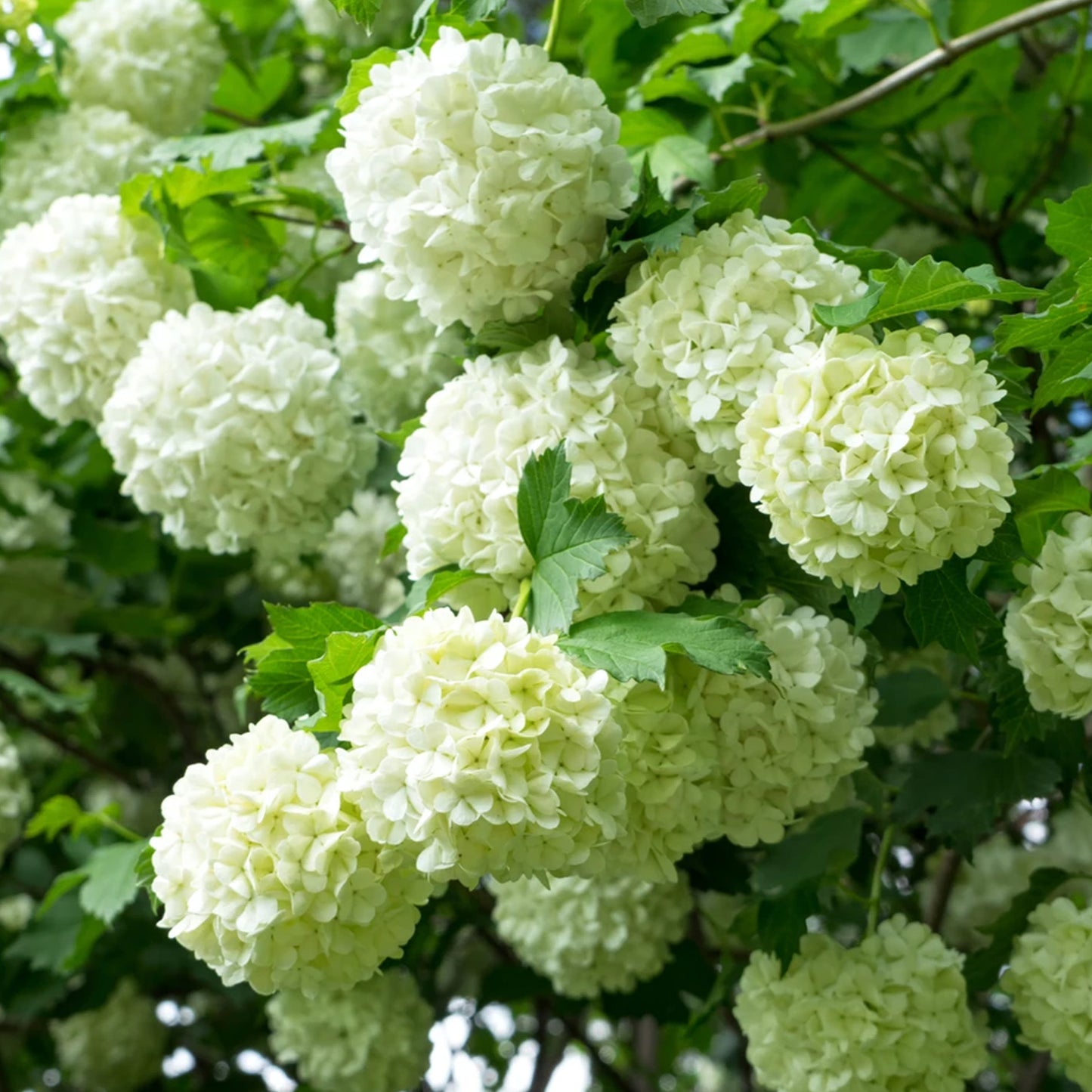 Viburnum Roseum