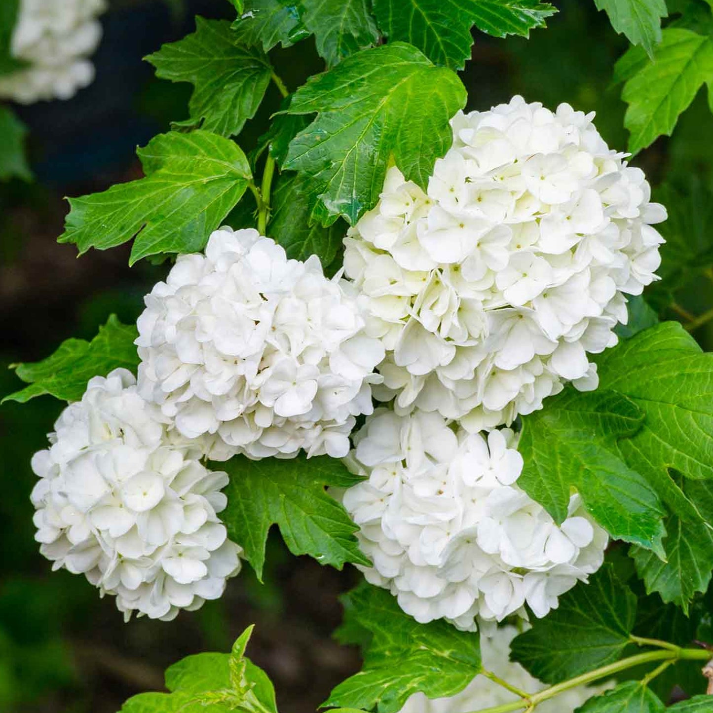 Viburnum Roseum