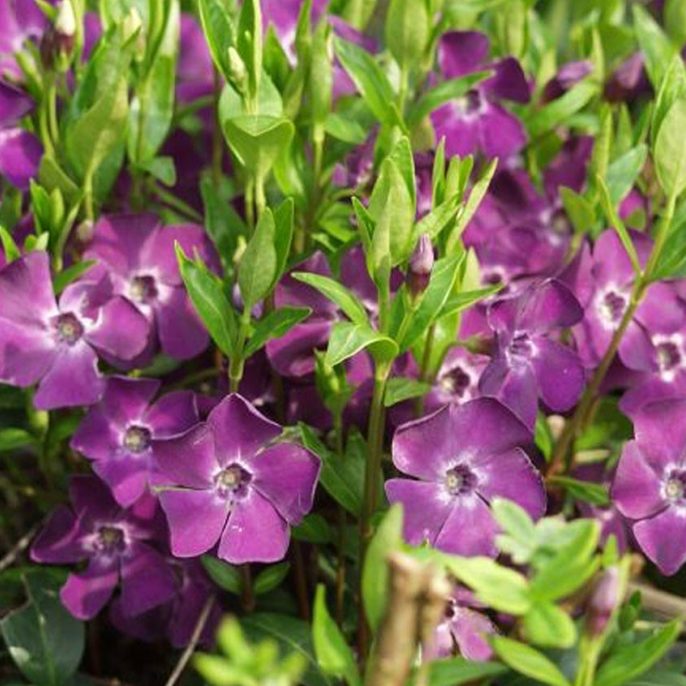 Vinca Atropurpurea (9cm)