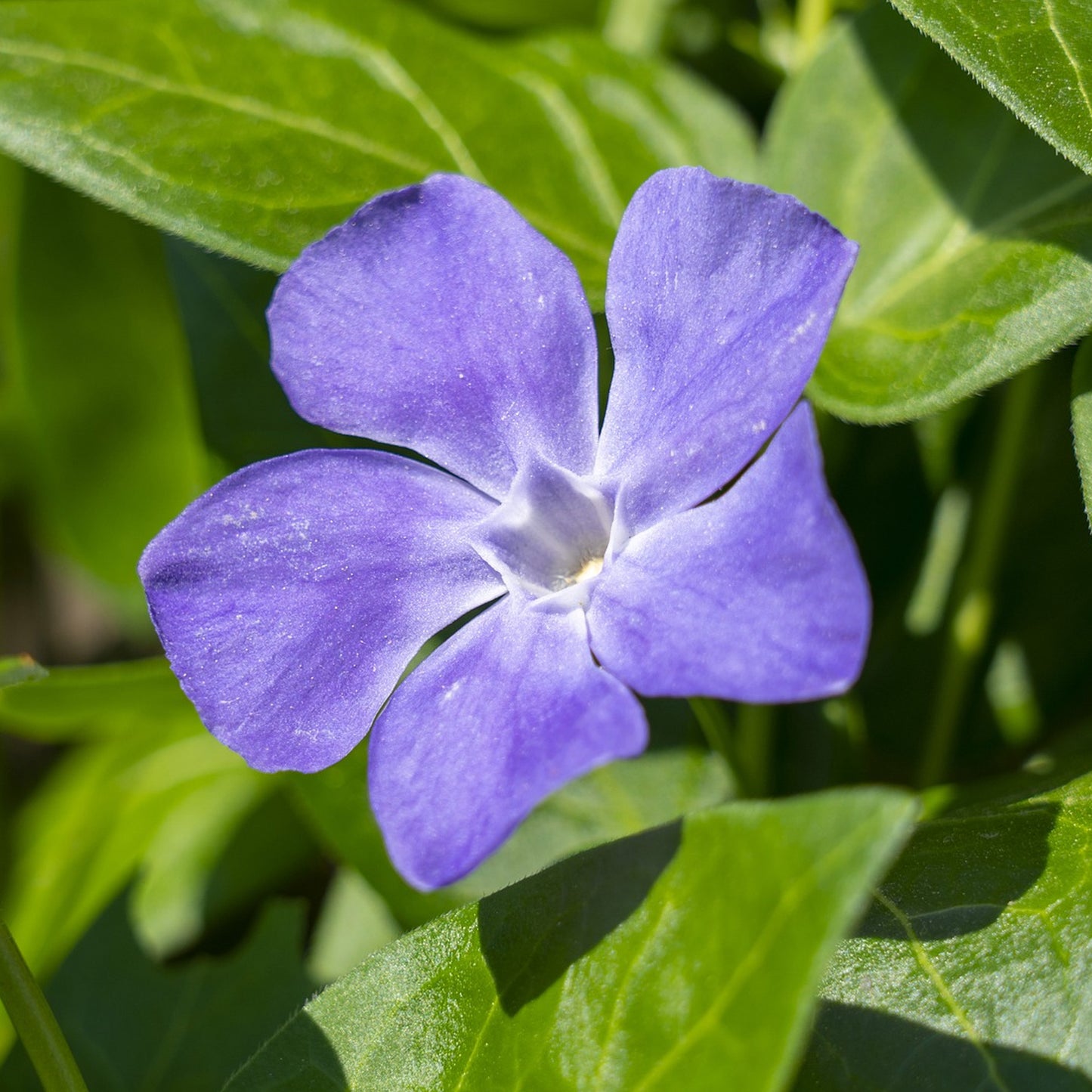 Vinca minor Ralph Shugert