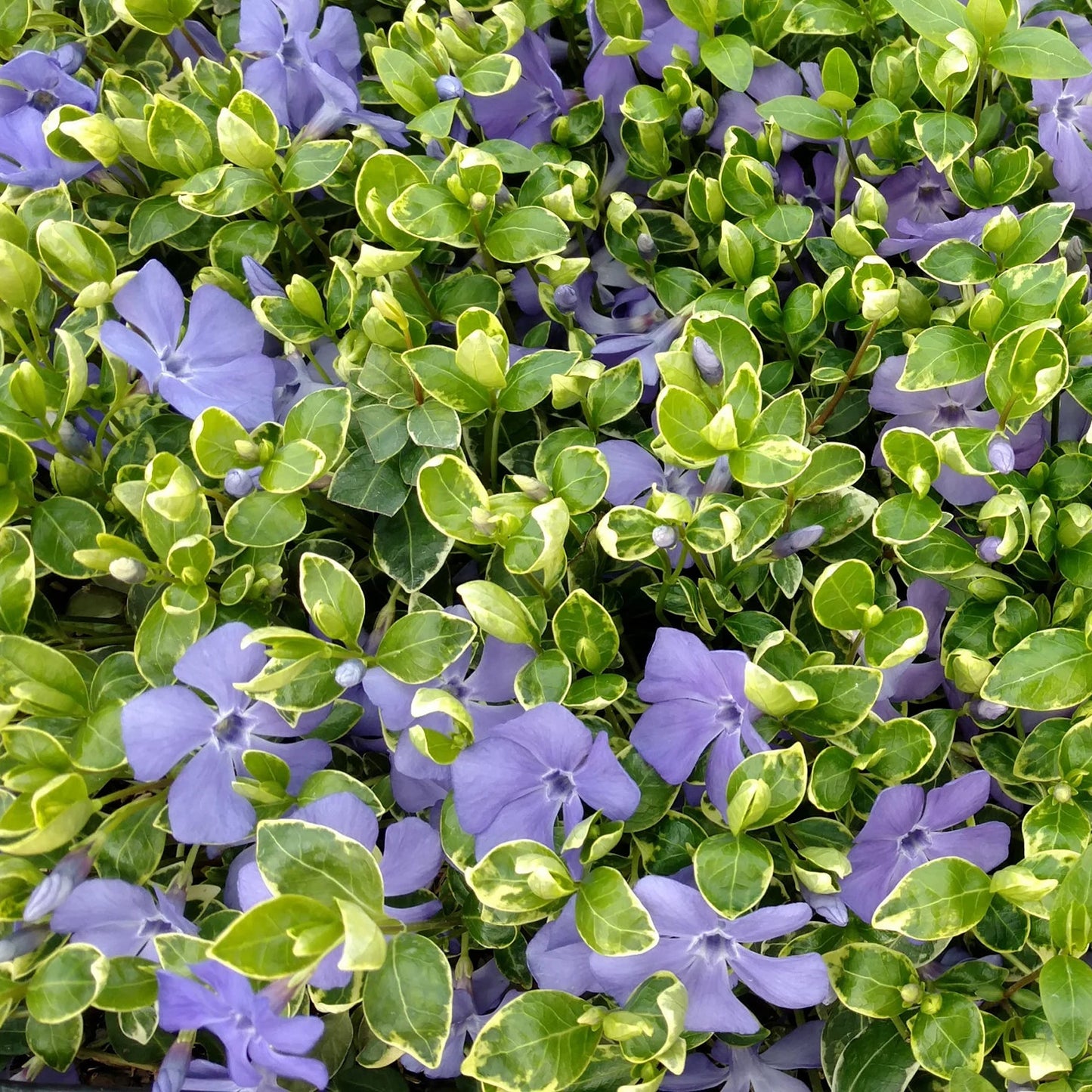 Vinca minor Ralph Shugert