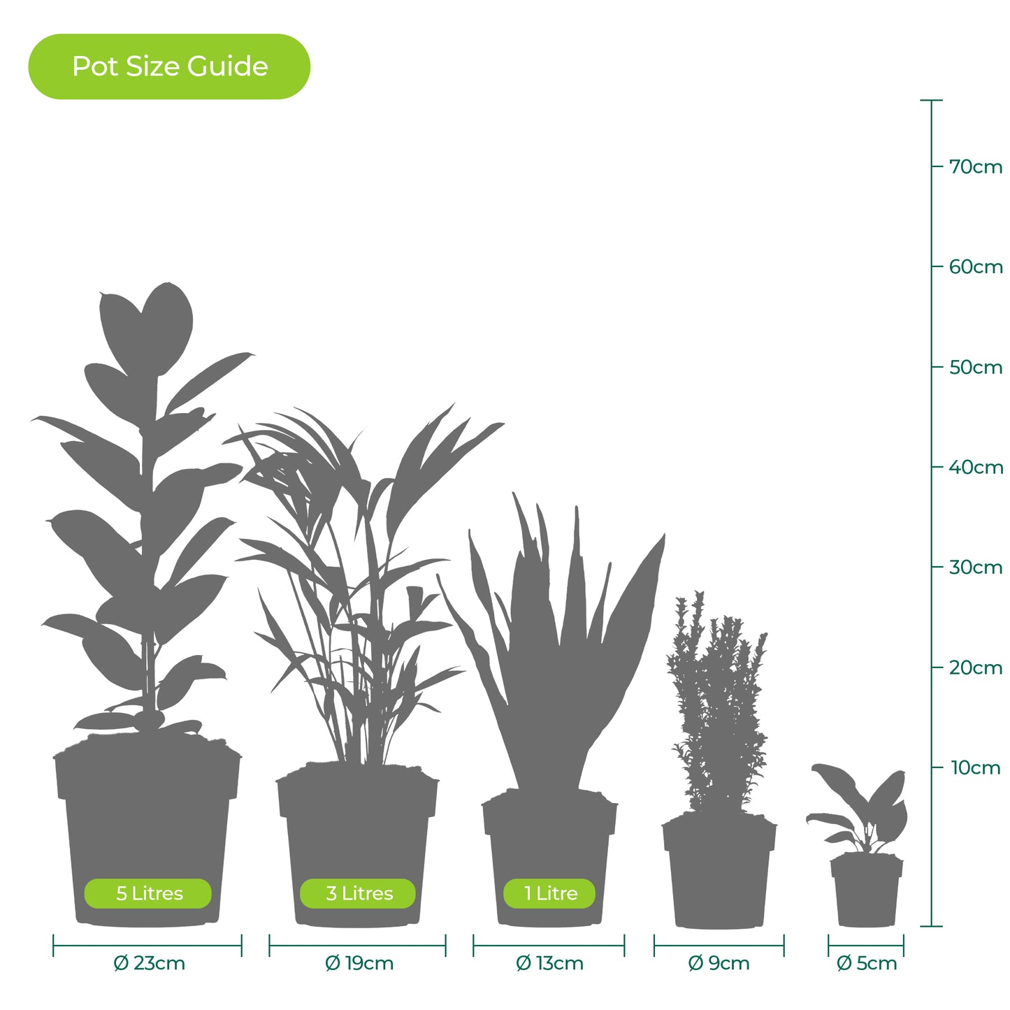 Herbs - Curry Plant, Helichrysum Italicum