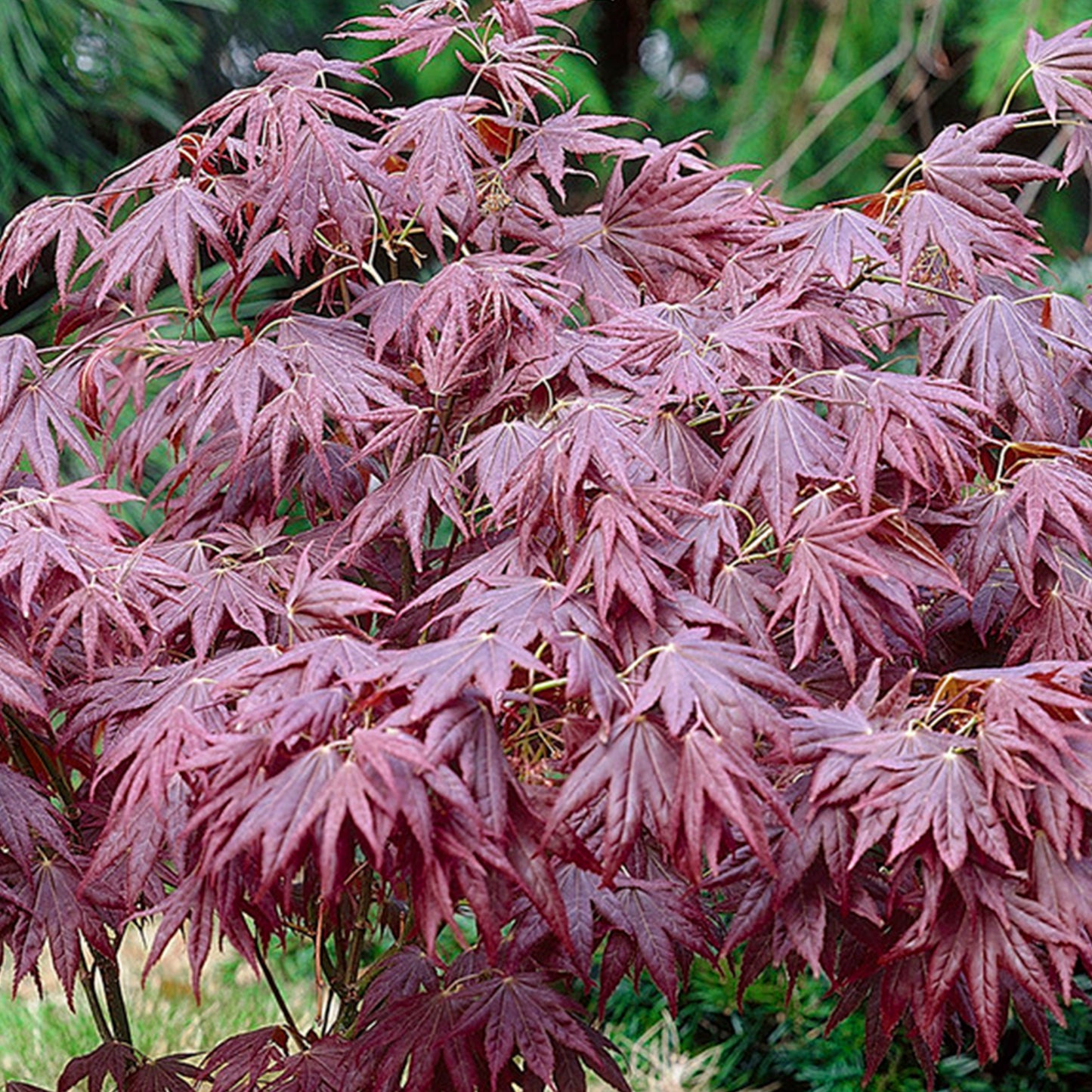 Acer Atropurpureum