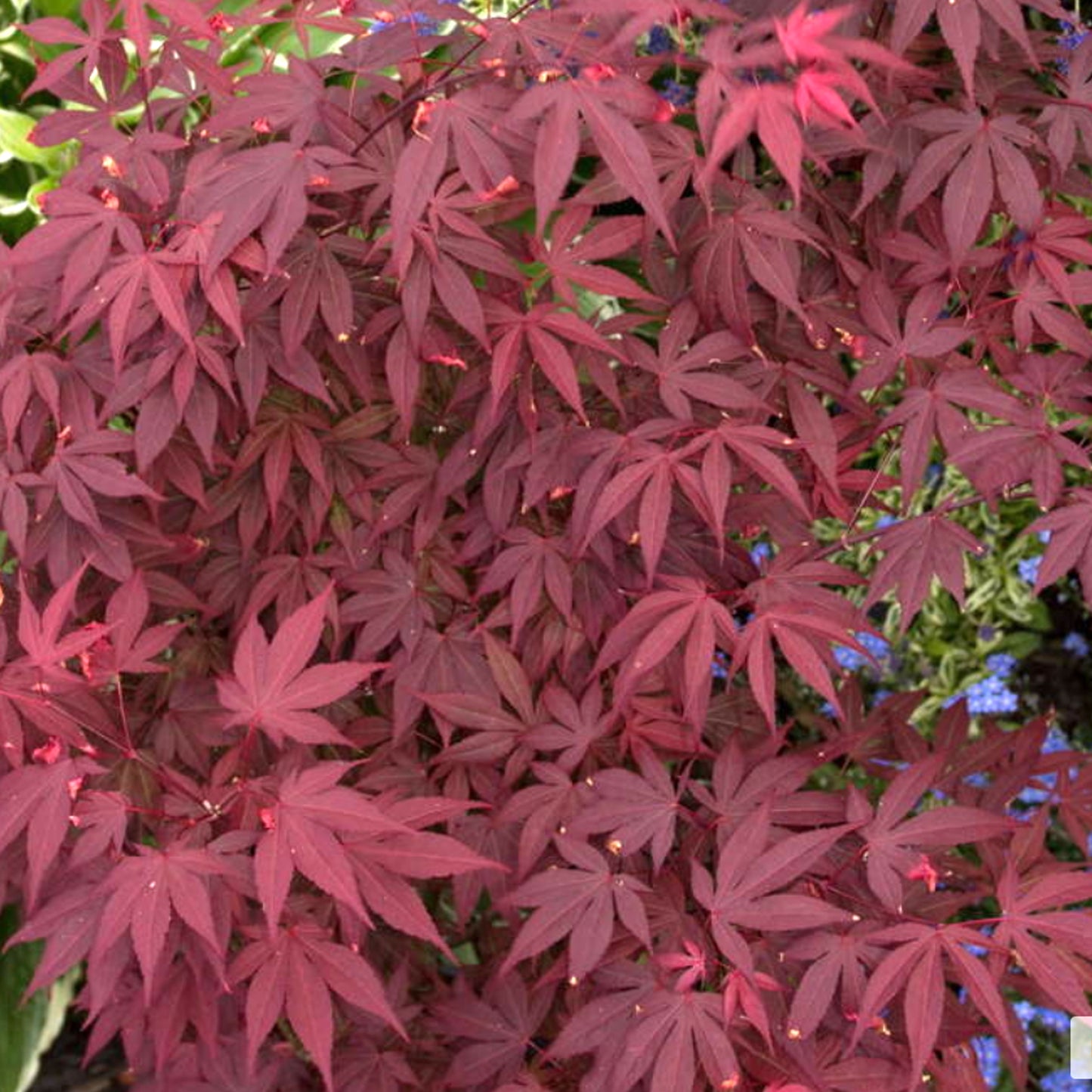 Acer Atropurpureum