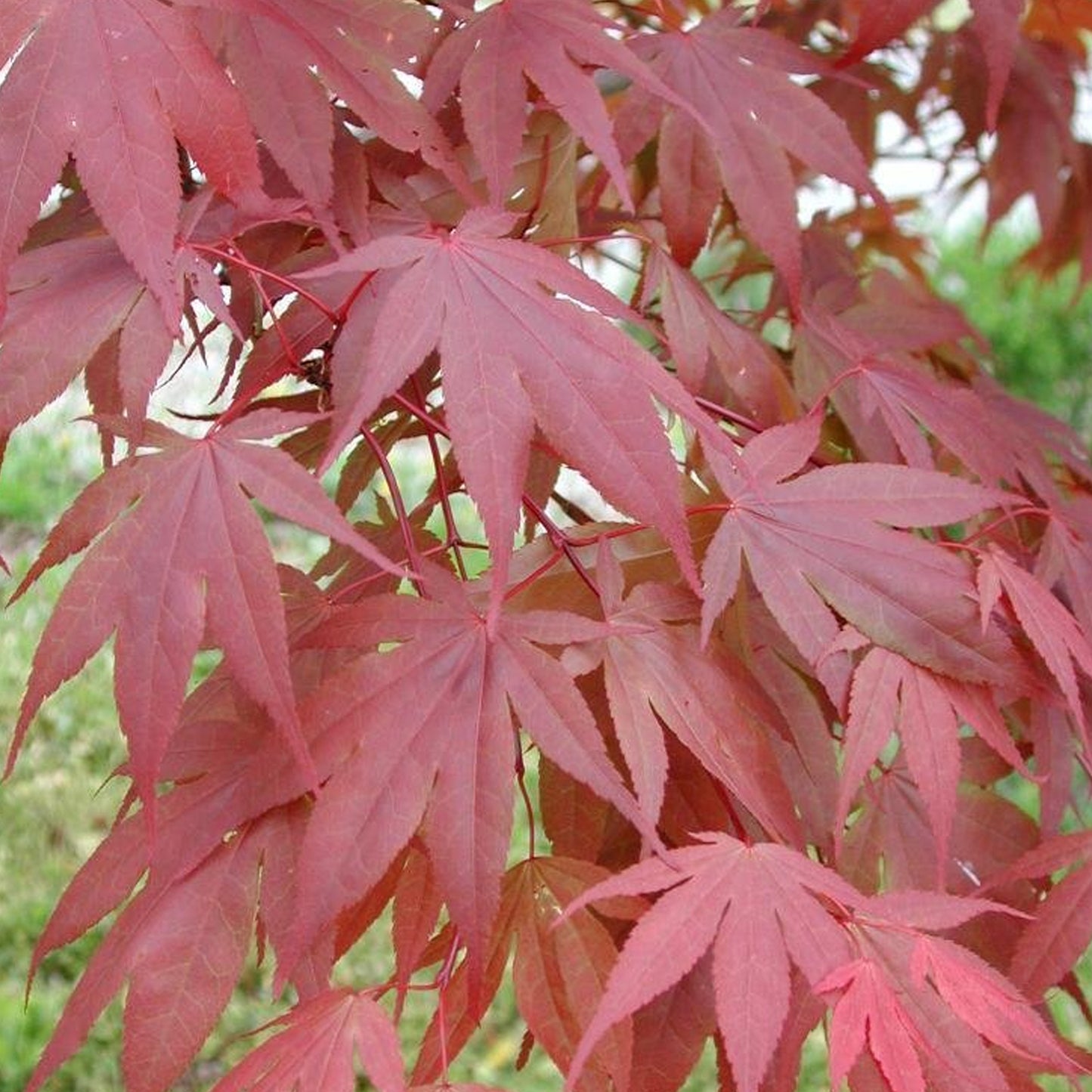 Acer Atropurpureum