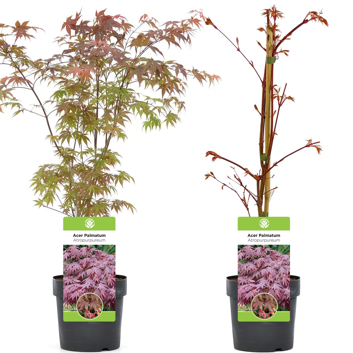 Acer Atropurpureum
