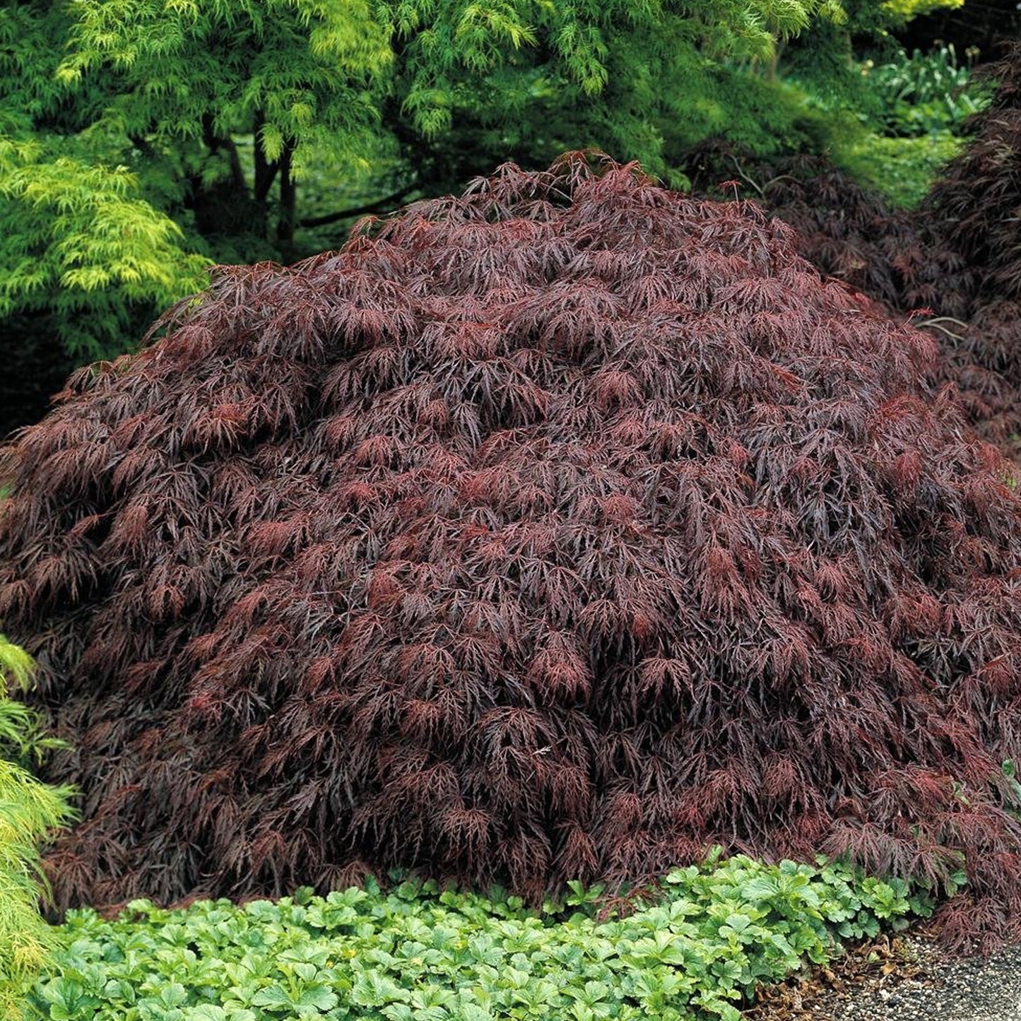 Acer Garnet