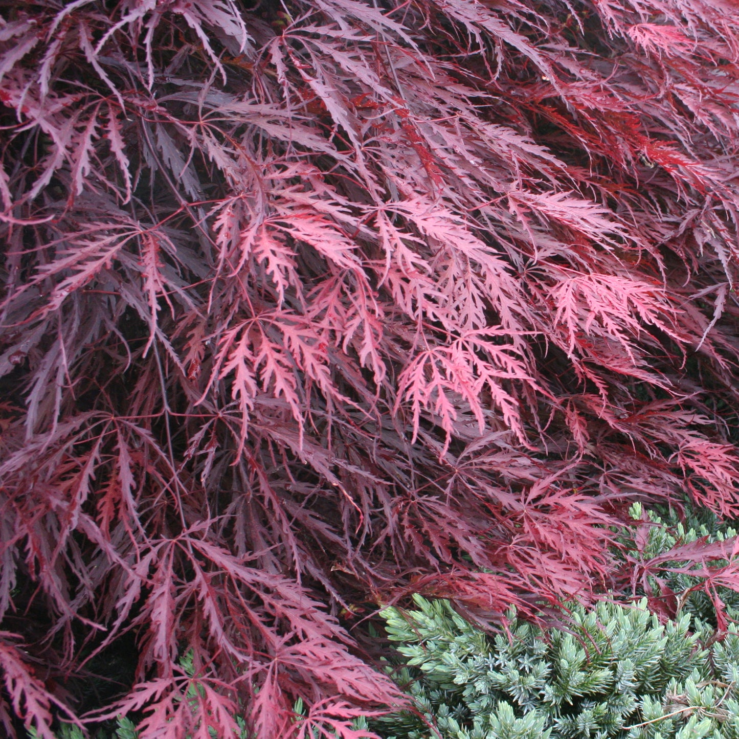 Acer Garnet
