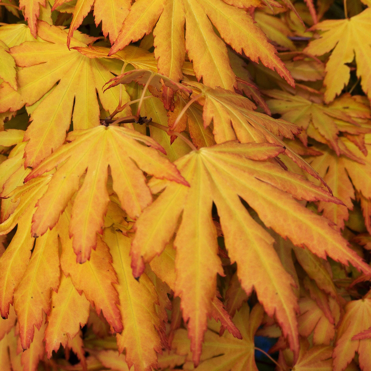 Acer Orange Dream