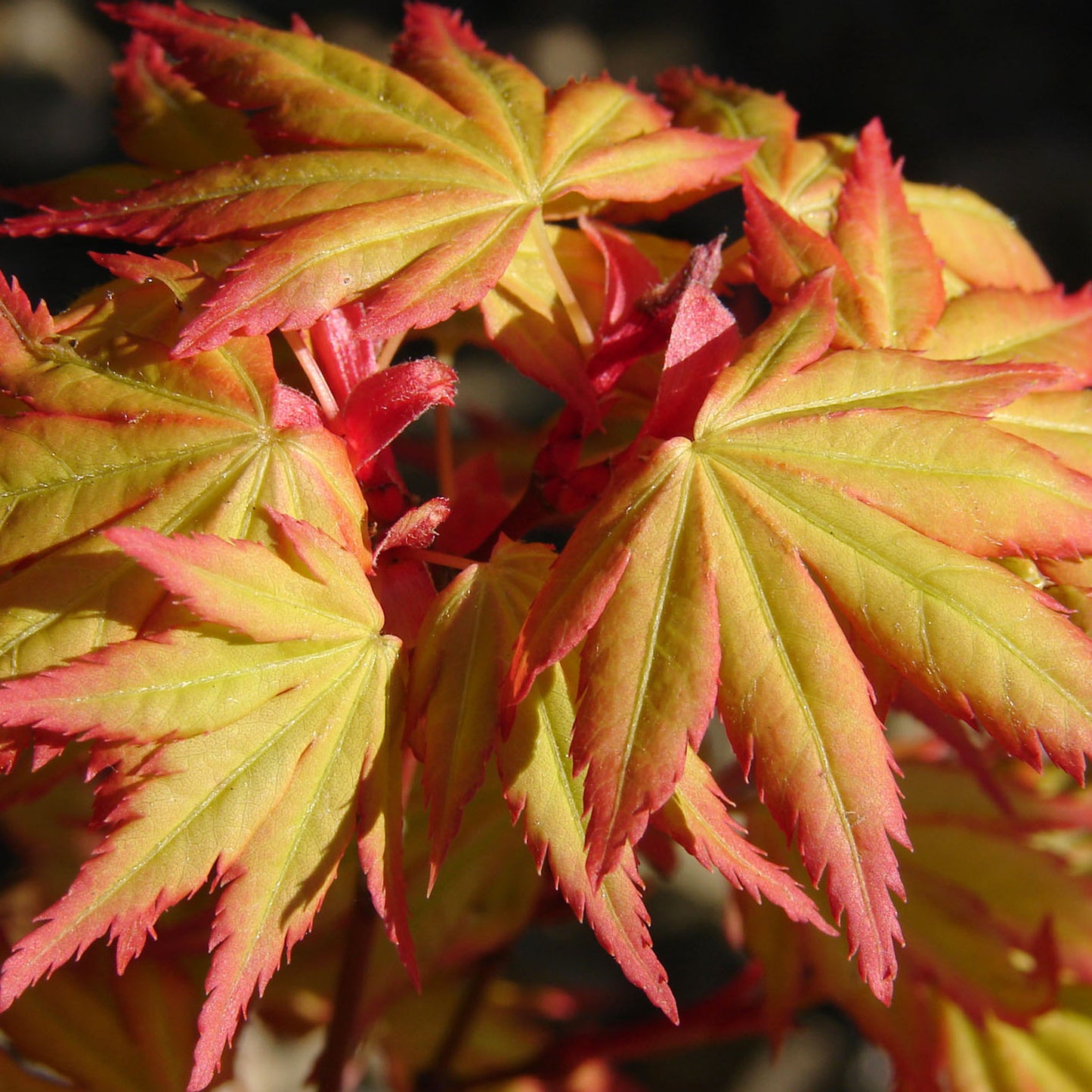 Acer Orange Dream