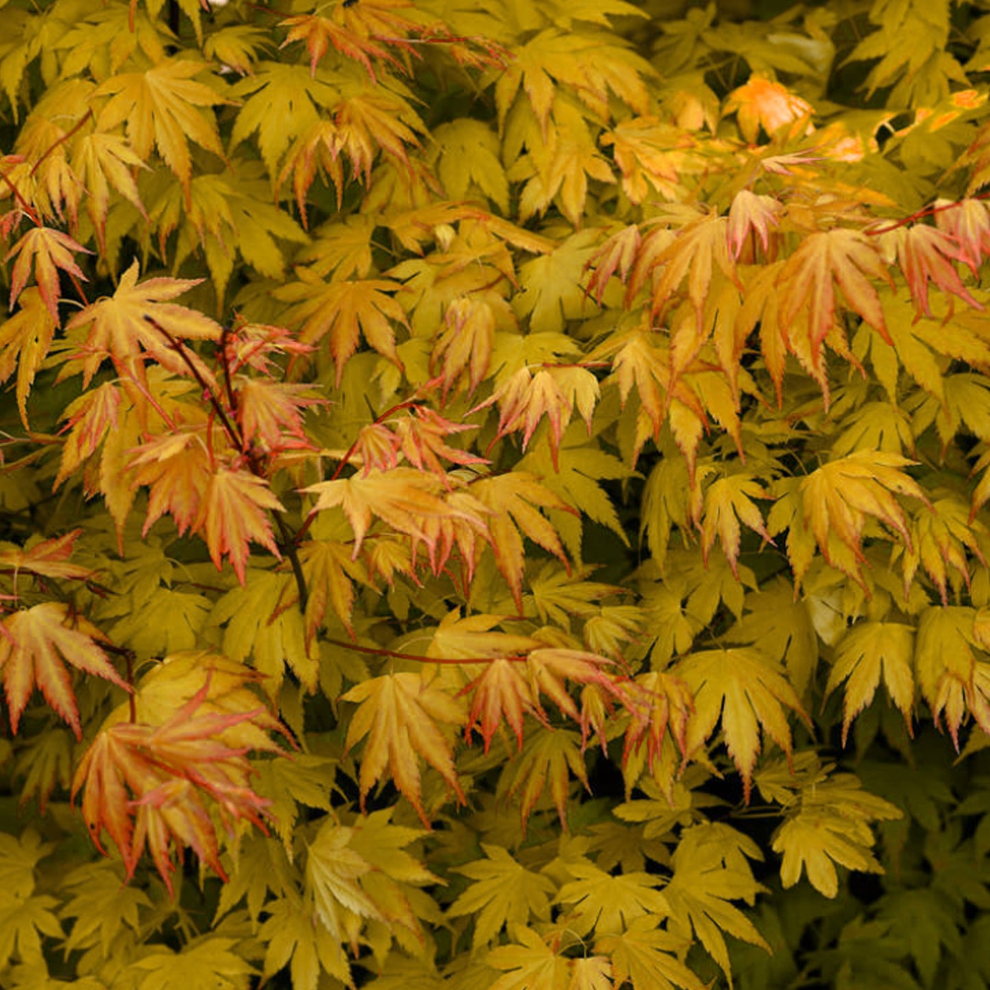 Acer Orange Dream