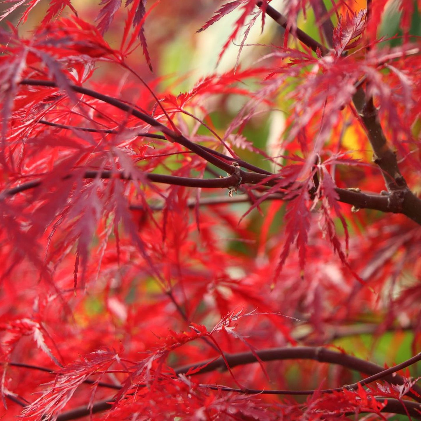 Acer Inaba-shidare