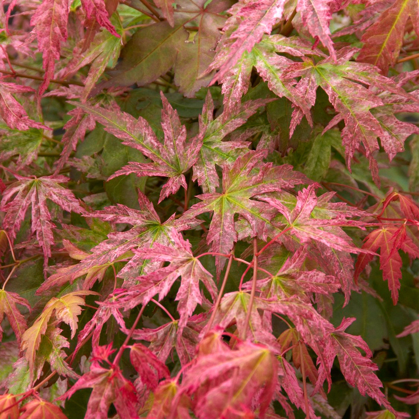 Acer Phoenix