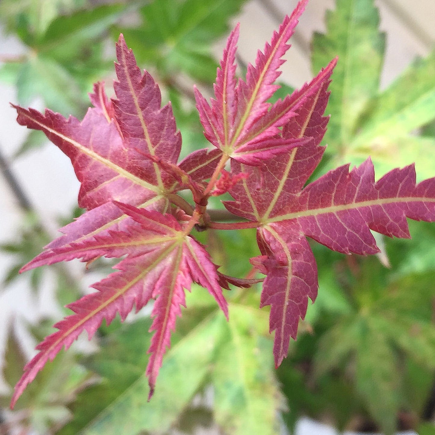 Acer Phoenix