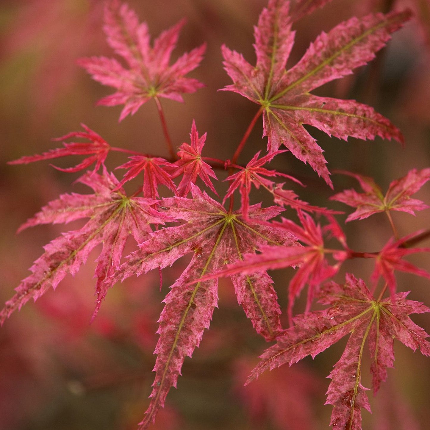 Acer Phoenix