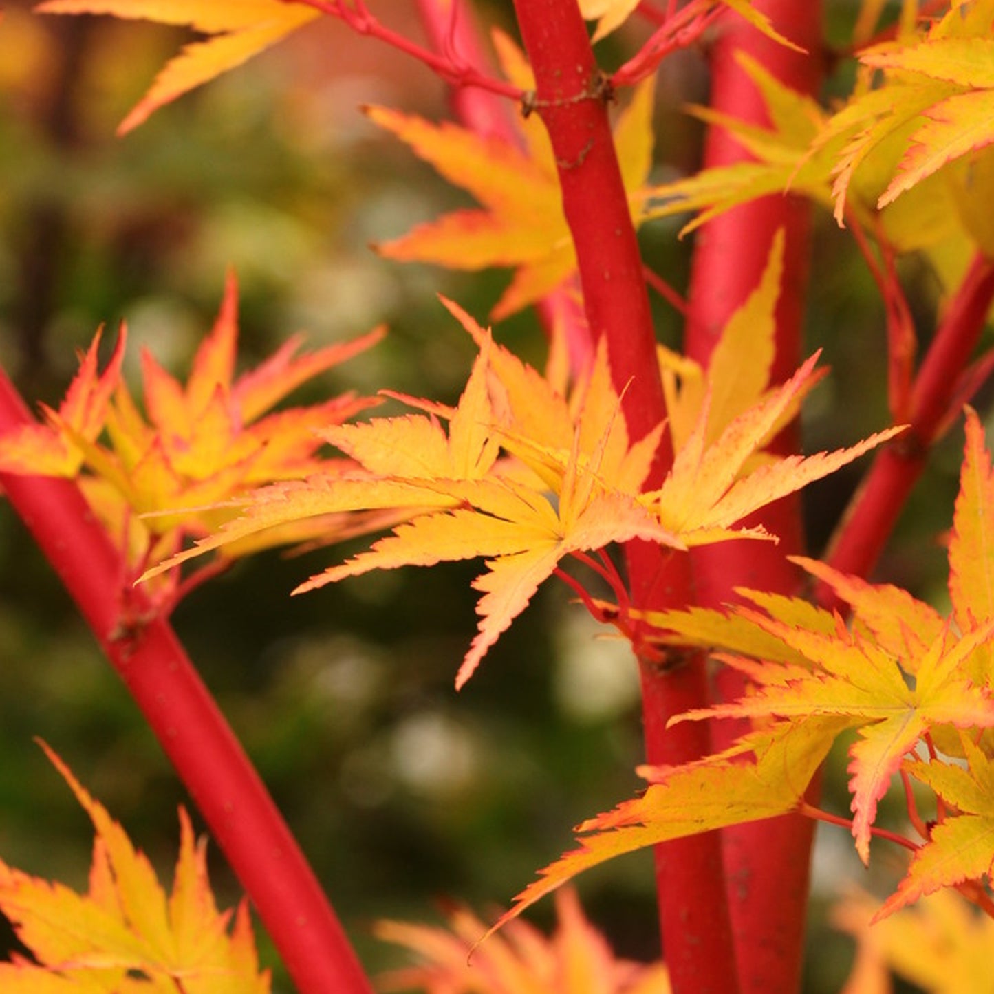 Acer Sango-kaku