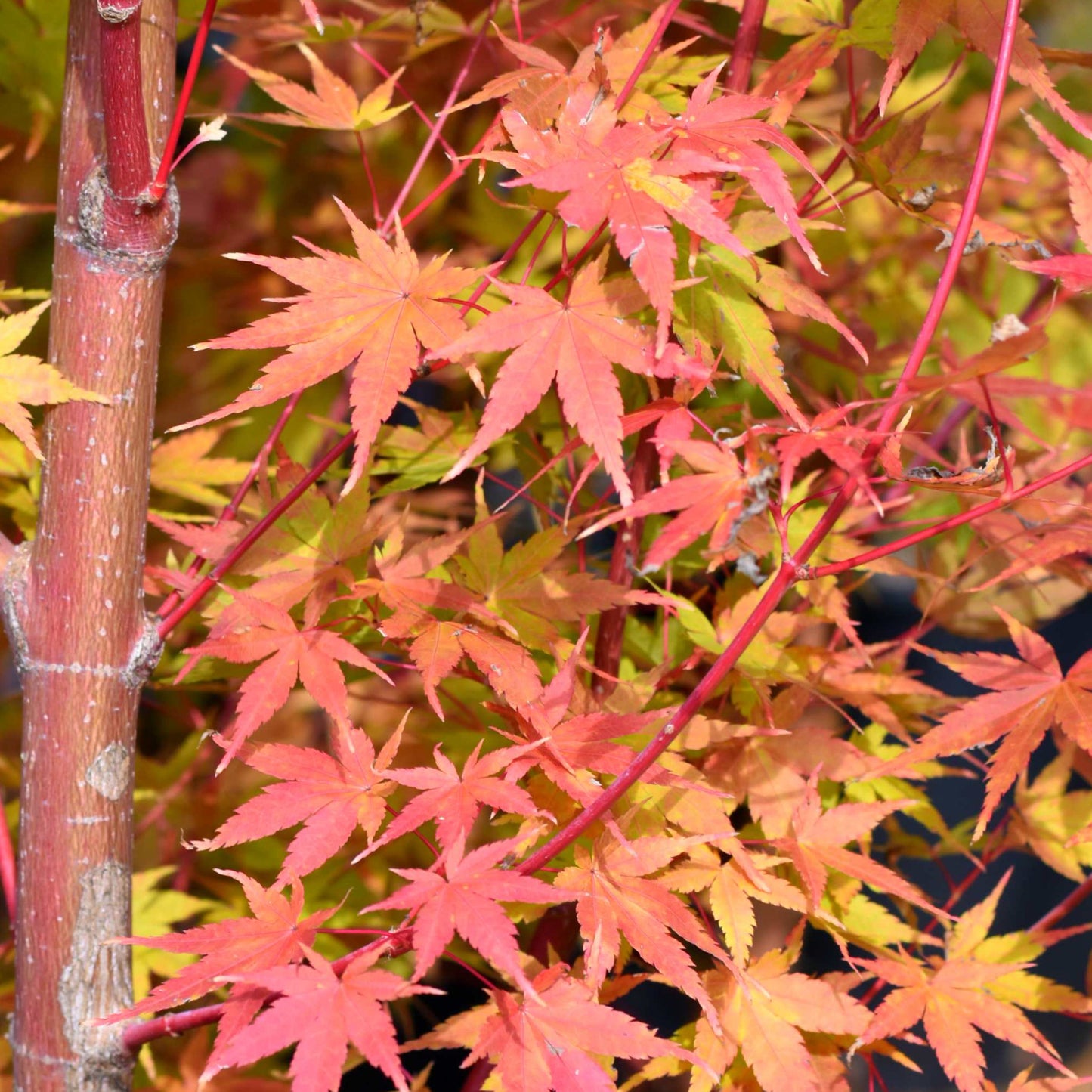 Acer Sango-kaku