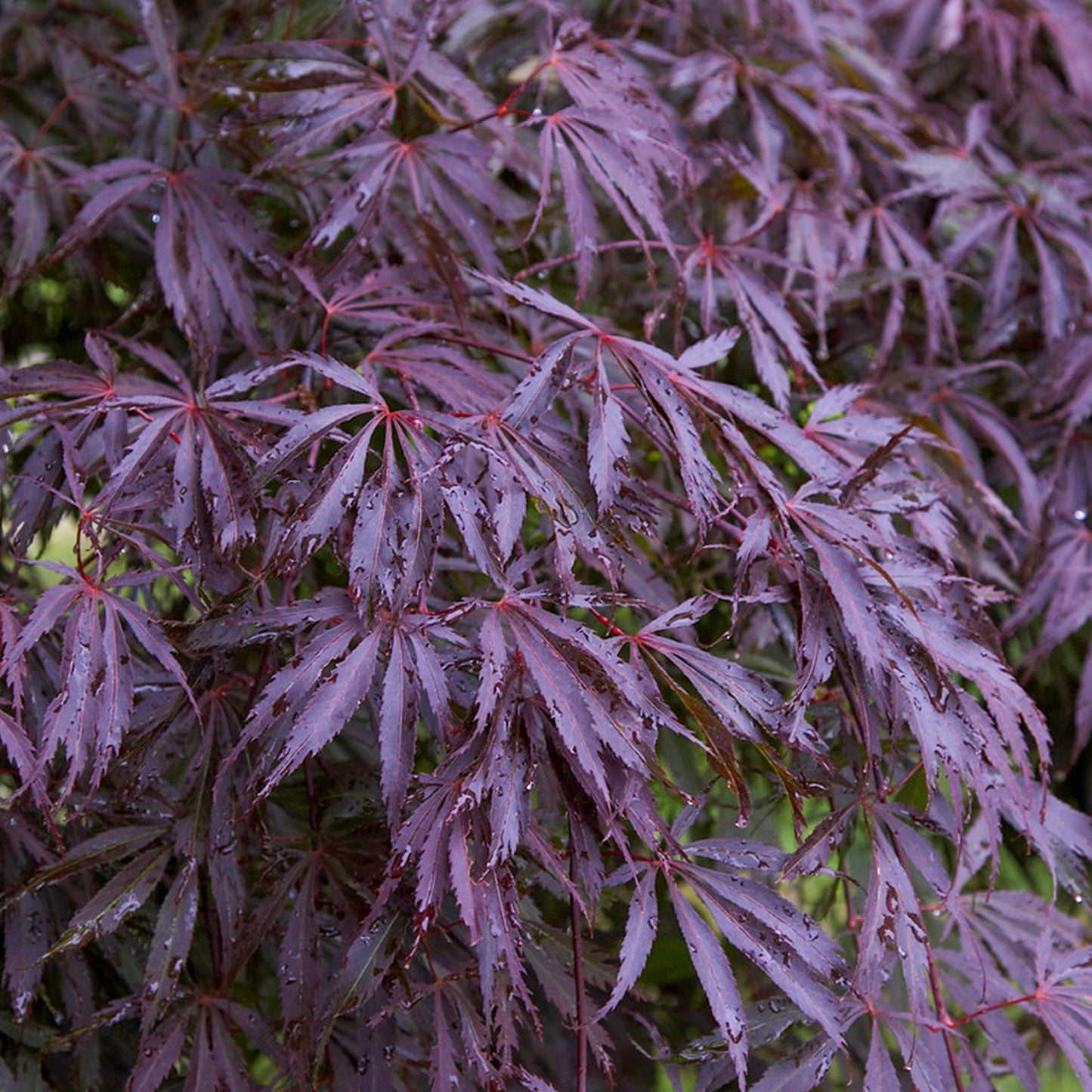 Acer Trompenburg