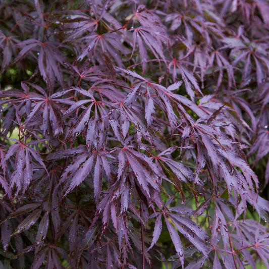 Acer Trompenburg