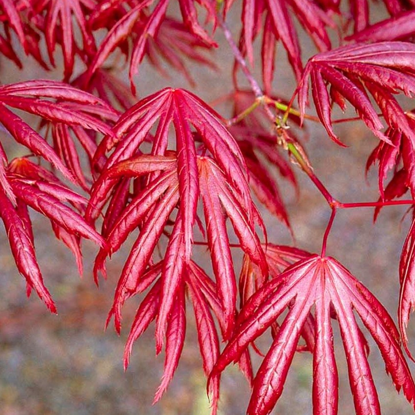 Acer Trompenburg