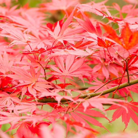 Acer Sumi Nagashi