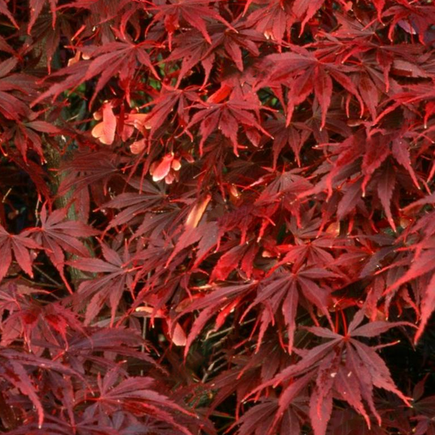 Acer Sumi Nagashi